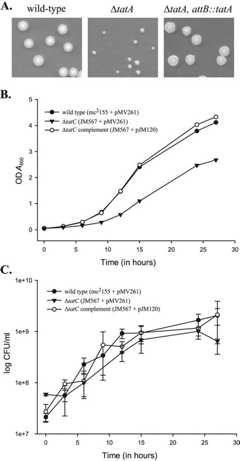 Tata And Tatc Mutants Have Growth Defects A Single Colonies Of