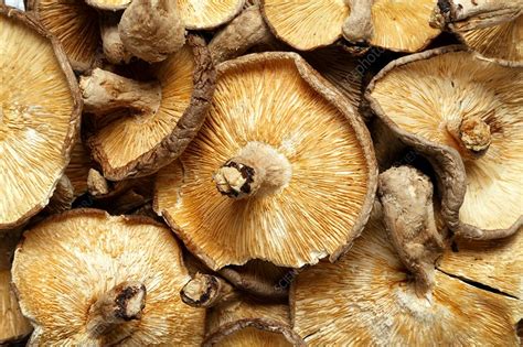 Dried shiitake mushrooms - Stock Image - C036/0985 - Science Photo Library