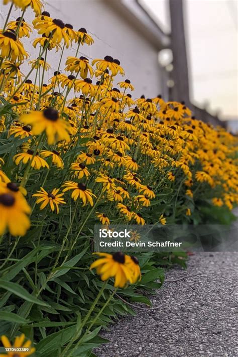 Black Eyed Susans In A Row Stock Photo Download Image Now Black