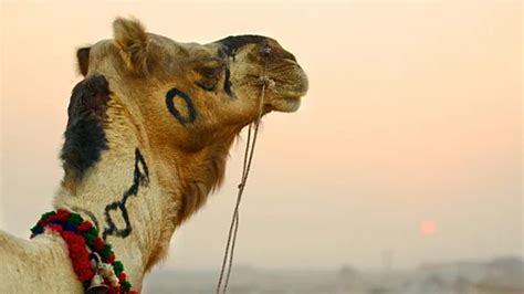 Why travelling to see camelids is a top priority this year