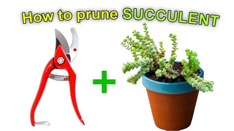 How To Prune Succulent Youtube