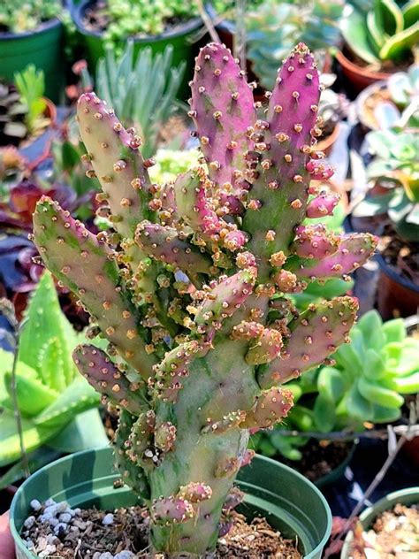 Opuntia Monacantha Variegata Variegated Josephs Coat Smart Cactus And