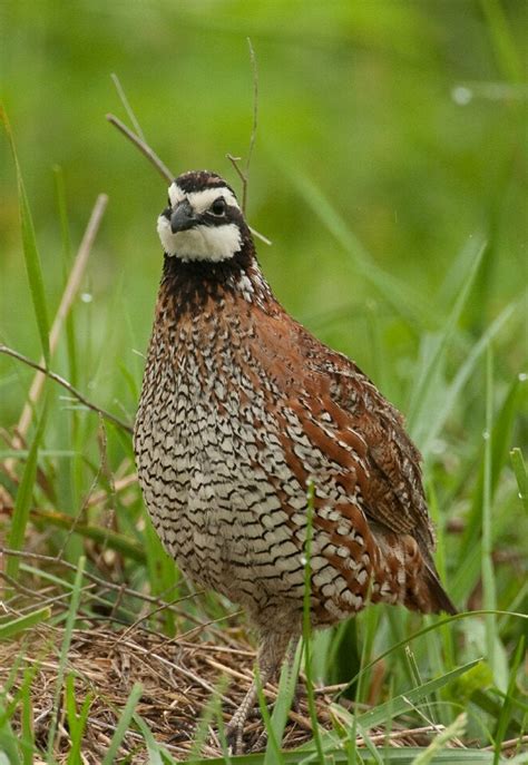 Bobwhite Quail In Missouri