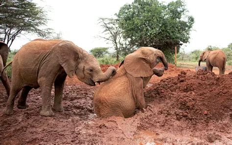 Day Trip To Nairobi National Park David Sheldrick Elephant Orphanage