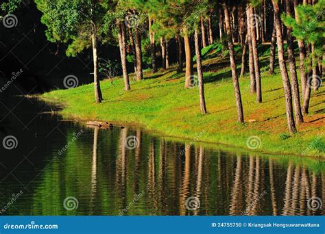 Pine Tree On Lake Stock Photo Image Of Morning Beautiful 24755750