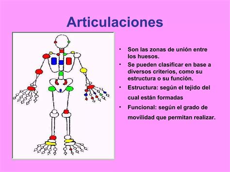 Esqueleto Articulaciones Y Huesos Ppt