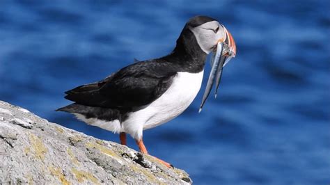 Atlantic Puffin On Vigur Island In Iceland Youtube