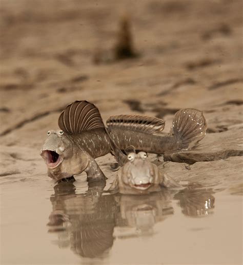 To Understand How Mudskippers Reproduce Scientists Need To Get Dirty