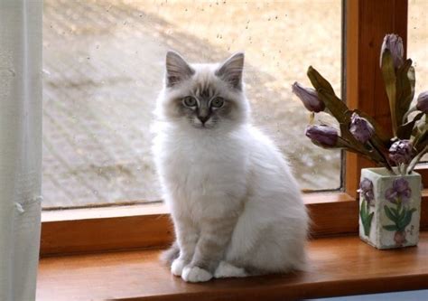 Birman Cat Facts Pictures Characteristics Diet Behavior