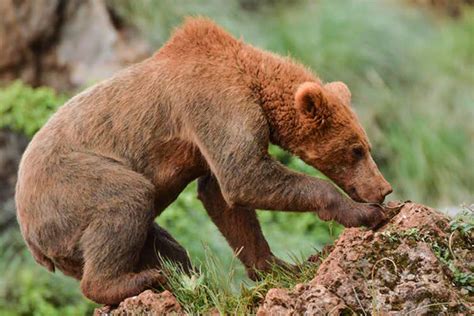 Spain's Wilderness: Encountering Cantabrian Brown Bear - Apex Expeditions