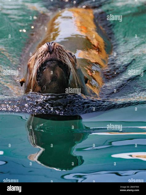 California Sea Lion swimming Stock Photo - Alamy