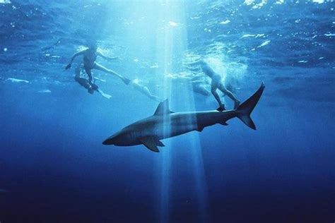 Free Swim with Sharks (cage-free) provided by Island View Hawaii | Oahu ...