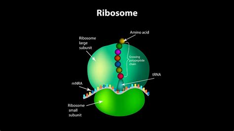 Penjelasan Ribosom Fungsi Struktur Dan Cara Kerja