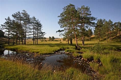 Zlatibor Klima