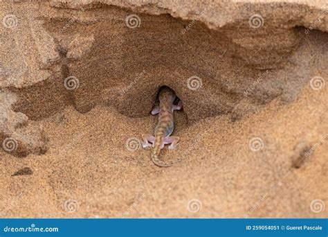 A Namib Sand Gecko Colorful Lizard Stock Image Image Of Painted