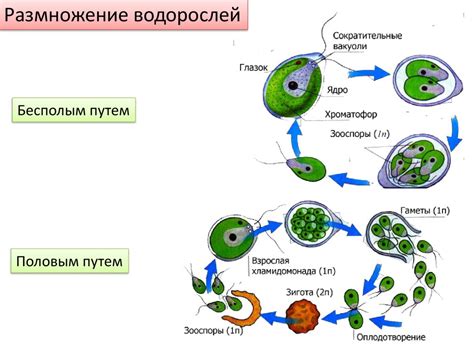 Группа отделов Водоросли - презентация онлайн