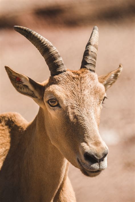 Free Cute Goat Face Photo — High Res Pictures