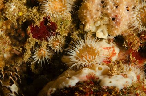 White Striped Anemone From North West Solitary Island New South Wales