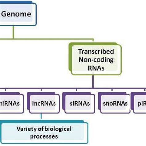 PDF Multifactorial Role Of Long Non Coding RNAs LncRNAs In