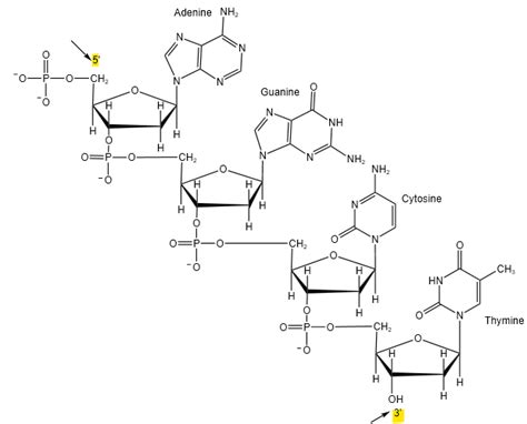 Draw A Structural Formula Of The Dna Tetranucleotide Pr Quizlet