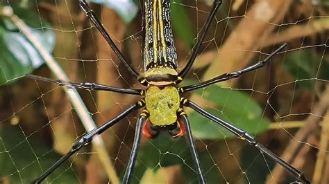 Giant Golden Orbweaver From Huai Mae Priang Kaeng Krachan District