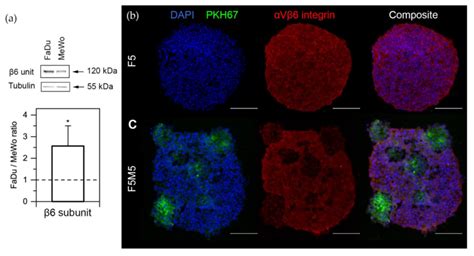 Expression Of Integrins In Fadu And Mewo Cells A Western Blot Of