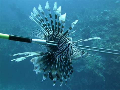 Lionfish Update Maybe Not Such An Issue Here In Florida Florida