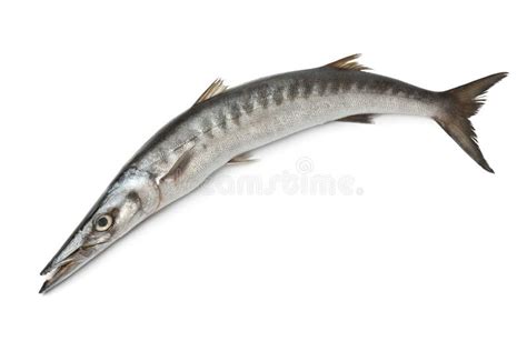 2888 Barracuda Fish Stock Photos Free And Royalty Free Stock Photos