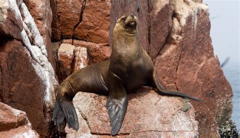 Tours En Paracas Islas Ballestas Y Reserva Nacional