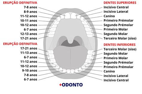 Período De Formação Dos Dentes Nos Seres Humanos