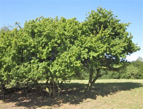 Blackthorn - Tree Guide UK Blackthorn identification