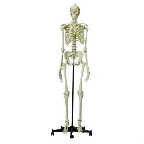 PVC Female Human Skeleton at ₹ 25000 in New Delhi | ID: 20702435562