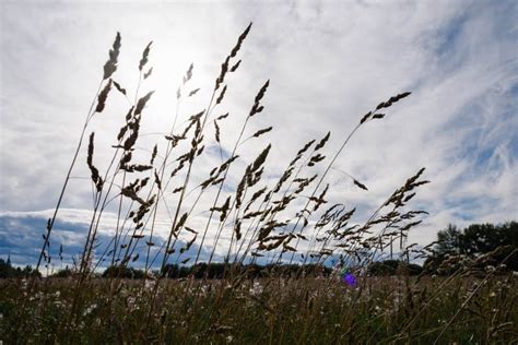 Russian Field Grasses Stock Image Image Of Flower Landscape 75990189