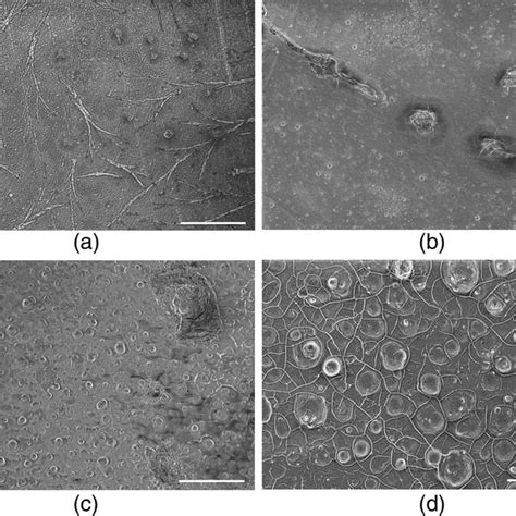 SEM Images Of The Ni Co Surface Coating Deposited Using A Lower Current