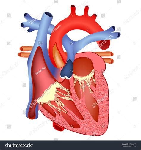 The Anatomical Structure Of Human Heart Stock Vector Illustration