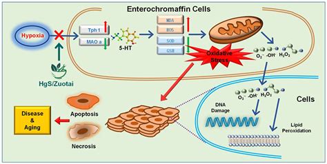 IJMS Free Full Text HgS Inhibits Oxidative Stress Caused By Hypoxia