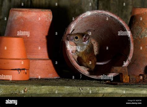 Long Tail Mouse Hi Res Stock Photography And Images Alamy