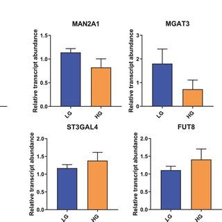 MC38 Cells Cultured In HG Have A Different N Glycans Profile Relative