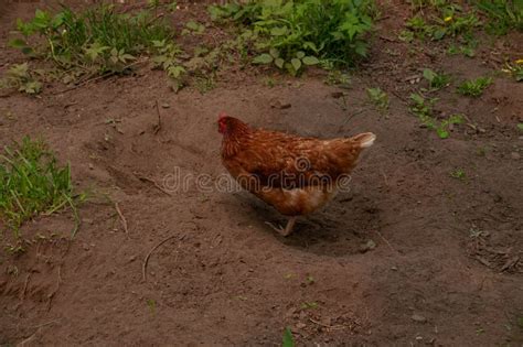 A Red Sex Link Chicken Standing And Dusting In The Dirt Stock Image