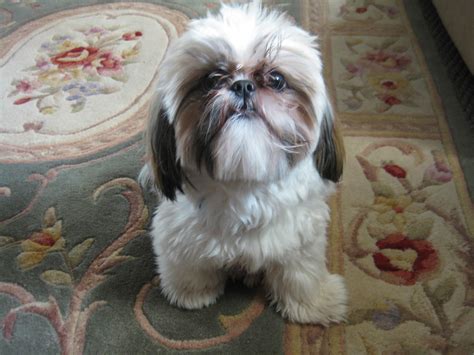 Shih Tzu Dog On The Carpet Photo And Wallpaper Beautiful Shih Tzu Dog