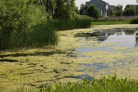 How To Control Algae in Ponds or Lakes | Maintaining Healthy Water