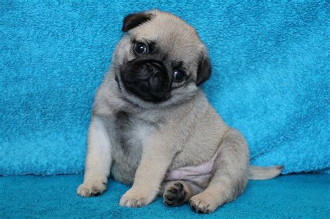 Pug Puppies For Sale Dav Pet Lovers