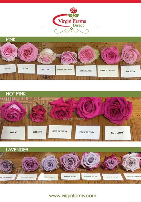 Rose Variety Comparison Chart Pink Hot Pink And Lavender Pink Flower Names Pink Flowers Hot