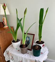 Roger G Xbm S Mainly Amateur Radio Blog Amaryllis Forest Not