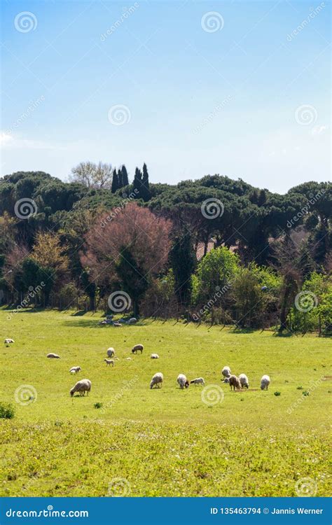 Flock Of Sheep In Rome Stock Photo Image Of Fauna Appian 135463794