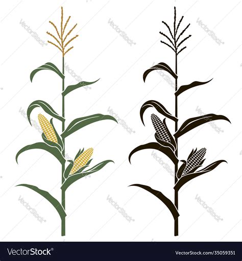 Corn stalk Royalty Free Vector Image - VectorStock