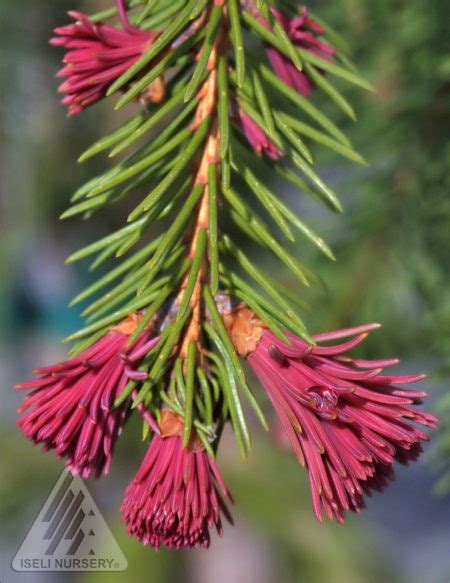 Red Tipped Norway Spruce Glover Nursery