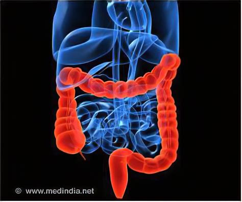 Large Intestine Animation