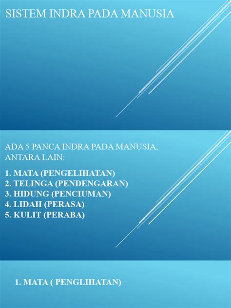 Sistem Indra Pada Manusia Pdf