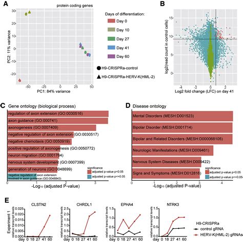 Activation Of Herv K Hml Disrupts Cortical Patterning And Neuronal